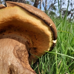 Bolete sp. at Macarthur, VIC - 26 Oct 2024