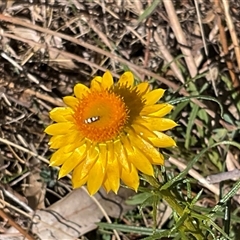 Xerochrysum viscosum (Sticky Everlasting) at Isaacs, ACT - 26 Oct 2024 by Mike