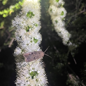 Agrotis infusa at Acton, ACT - 24 Oct 2024