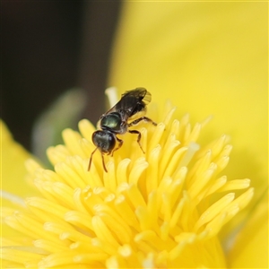 Lasioglossum (Homalictus) urbanum at Vincentia, NSW - suppressed