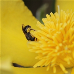 Lasioglossum (Homalictus) urbanum at Vincentia, NSW - suppressed