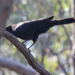 Corcorax melanorhamphos (White-winged Chough) at Chiltern, VIC - 25 Oct 2024 by KylieWaldon