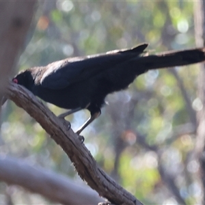 Corcorax melanorhamphos (White-winged Chough) at Chiltern, VIC by KylieWaldon