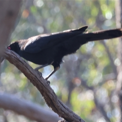 Corcorax melanorhamphos (White-winged Chough) at Chiltern, VIC - 26 Oct 2024 by KylieWaldon