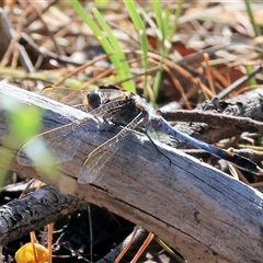 Orthetrum caledonicum (Blue Skimmer) at Chiltern, VIC - 26 Oct 2024 by KylieWaldon