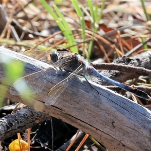 Orthetrum caledonicum at Chiltern, VIC - 26 Oct 2024 08:12 AM
