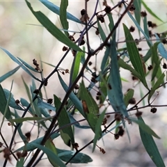 Acacia verniciflua (Varnish Wattle) at Chiltern, VIC - 25 Oct 2024 by KylieWaldon