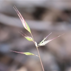 Unidentified Grass at Chiltern, VIC - 25 Oct 2024 by KylieWaldon