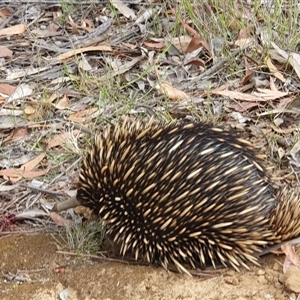 Tachyglossus aculeatus at Penrose, NSW - 25 Oct 2024