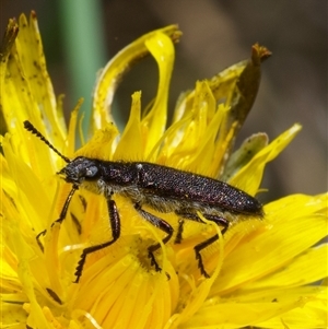 Eleale sp. (genus) at Murrumbateman, NSW - 26 Oct 2024