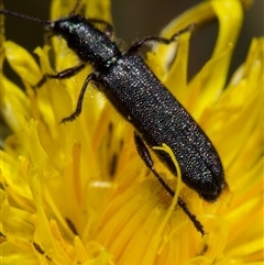 Eleale sp. (genus) at Murrumbateman, NSW - 26 Oct 2024