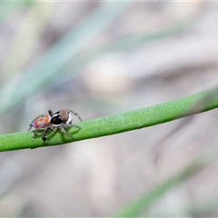 Maratus pavonis (Dunn's peacock spider) at Evatt, ACT - 26 Oct 2024 by LeahColebrook