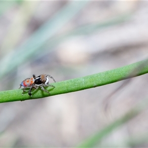 Maratus pavonis at Evatt, ACT - suppressed