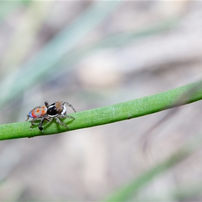 Maratus pavonis (Dunn's peacock spider) at Evatt, ACT - 25 Oct 2024 by LeahC