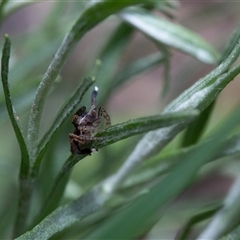 Maratus pavonis at Evatt, ACT - 26 Oct 2024