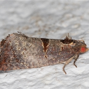 Glyphidoptera insignana at Melba, ACT - 24 Oct 2024