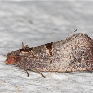 Glyphidoptera insignana at Melba, ACT - 24 Oct 2024