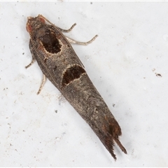 Glyphidoptera insignana at Melba, ACT - 24 Oct 2024