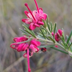 Grevillea (genus) (Grevillea) at Carwoola, NSW - 26 Oct 2024 by Csteele4