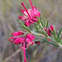 Grevillea sp. (Grevillea) at Carwoola, NSW - 26 Oct 2024 by Csteele4