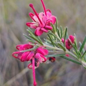 Grevillea sp. at Carwoola, NSW - 26 Oct 2024