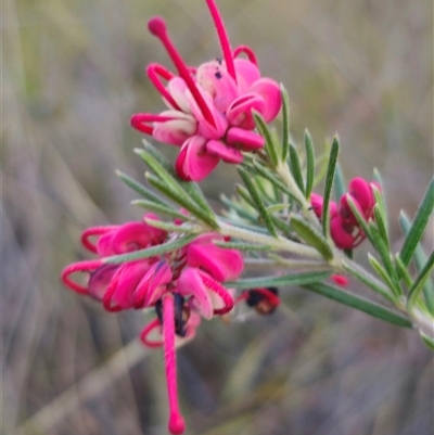 Grevillea sp. (Grevillea) at Carwoola, NSW - 26 Oct 2024 by Csteele4