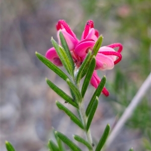 Grevillea sp. at Carwoola, NSW - 26 Oct 2024