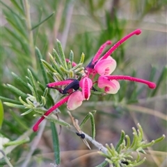 Grevillea sp. at Carwoola, NSW - 26 Oct 2024