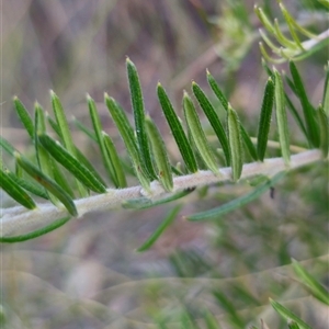 Grevillea sp. at Carwoola, NSW - 26 Oct 2024