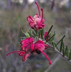 Grevillea sp. at Carwoola, NSW - 26 Oct 2024