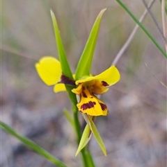 Diuris sulphurea (Tiger Orchid) at Carwoola, NSW - 26 Oct 2024 by Csteele4