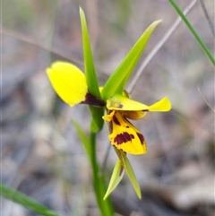 Diuris sulphurea at Carwoola, NSW - 26 Oct 2024