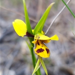 Diuris sulphurea at Carwoola, NSW - 26 Oct 2024