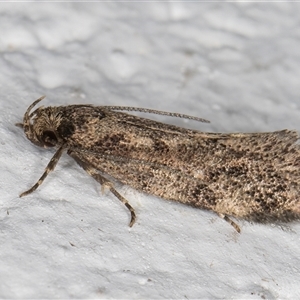 Syncometes vilis at Melba, ACT - 24 Oct 2024 08:53 PM