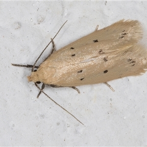 Oecophoridae provisional species 11 at Melba, ACT - 24 Oct 2024 08:53 PM