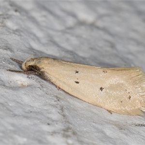 Oecophoridae provisional species 11 at Melba, ACT - 24 Oct 2024 08:53 PM