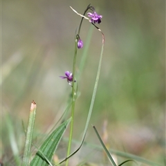 Arthropodium minus (Small Vanilla Lily) at Kowen, ACT - 26 Oct 2024 by Untidy