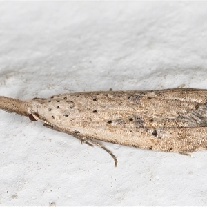 Carposina (genus) at Melba, ACT - 24 Oct 2024 08:55 PM