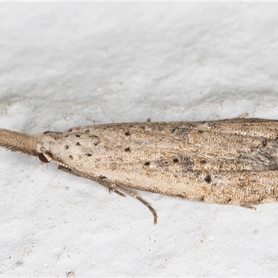 Carposina (genus) (A Fruitworm moth) at Melba, ACT - 24 Oct 2024 by kasiaaus