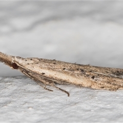 Carposina (genus) at Melba, ACT - 24 Oct 2024 08:55 PM