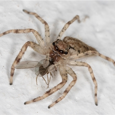 Helpis sp. (genus) (Unidentified Bronze Jumping Spider) at Melba, ACT - 24 Oct 2024 by kasiaaus