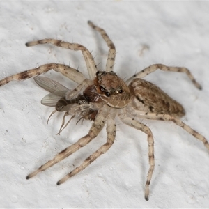 Helpis sp. (genus) at Melba, ACT - 24 Oct 2024 08:57 PM