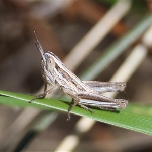 Macrotona australis at Hughes, ACT - 26 Oct 2024