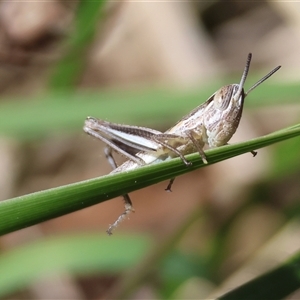 Macrotona australis at Hughes, ACT - 26 Oct 2024