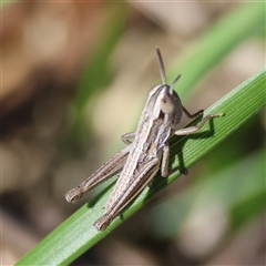 Macrotona australis at Hughes, ACT - 26 Oct 2024