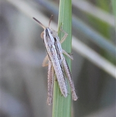 Macrotona australis at Hughes, ACT - 26 Oct 2024