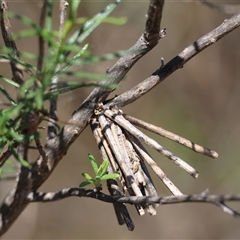 Lomera zophopepla at Hughes, ACT - 26 Oct 2024 by LisaH