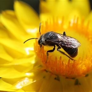 Lasioglossum (Chilalictus) lanarium at Deakin, ACT - 26 Oct 2024 02:44 PM