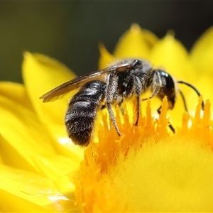 Lasioglossum (Chilalictus) lanarium at Deakin, ACT - 26 Oct 2024 02:44 PM