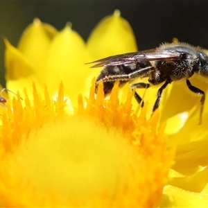 Lasioglossum (Chilalictus) lanarium at Deakin, ACT - 26 Oct 2024 02:44 PM